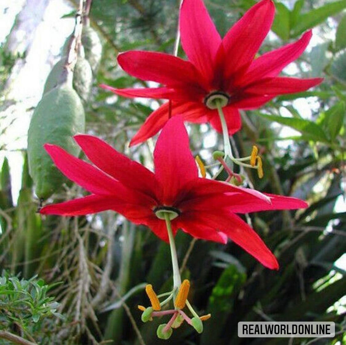 10 semi di PASSIFLORA JAMESONII - pianta tropicale - semi di fiori - alta germinabilità - seeds