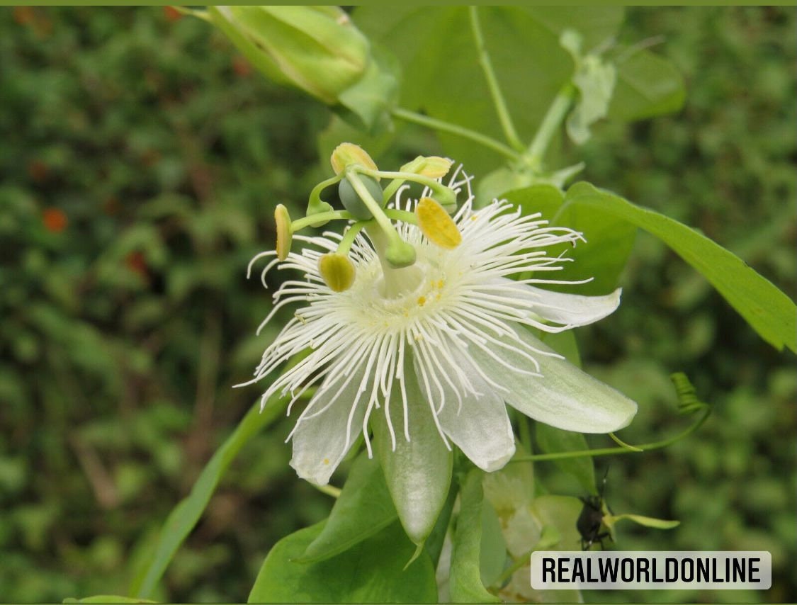 10 semi di PASSIFLORA LUTEA - pianta tropicale - semi di fiori - alta germinabilità - seeds