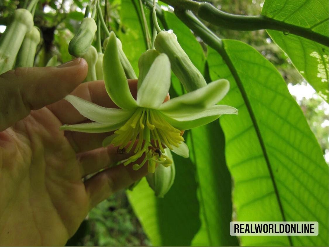 10 semi di PASSIFLORA MACROPHYLLA - pianta tropicale - semi di fiori - alta germinabilità - seeds