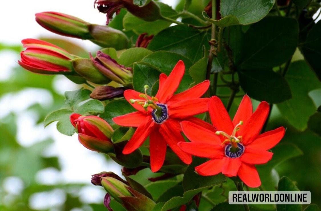 10 semi di PASSIFLORA MANICATA - pianta tropicale - semi di fiori - alta germinabilità - seeds
