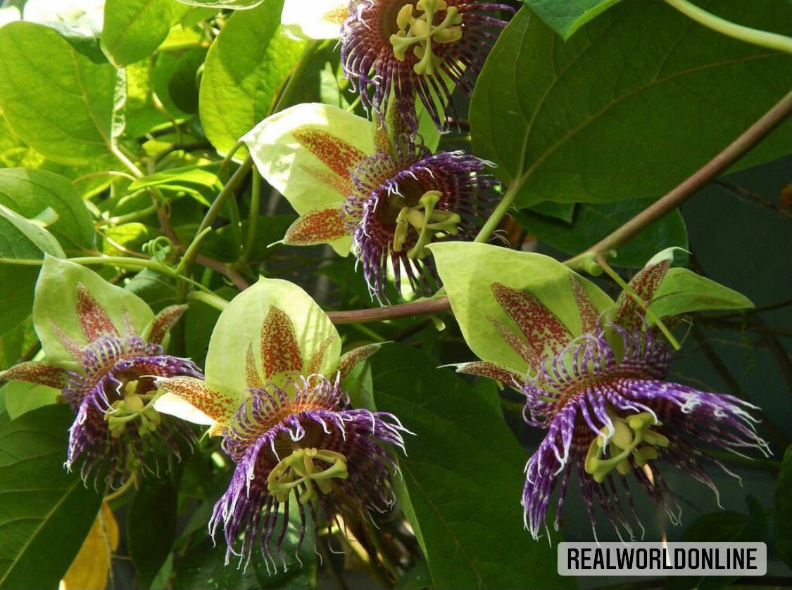 10 semi di PASSIFLORA MALIFORMIS - pianta tropicale - semi di fiori - alta germinabilità - seeds