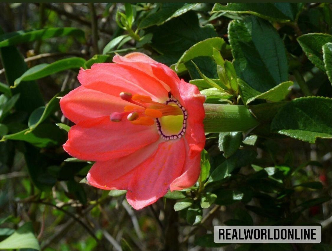 10 semi di PASSIFLORA MIXTA - pianta tropicale - semi di fiori - alta germinabilità - seeds
