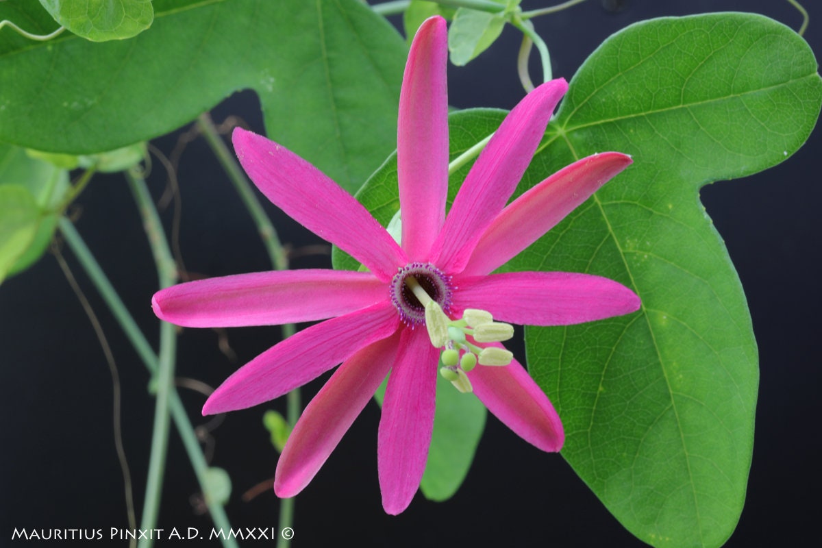 10 semi di PASSIFLORA REFLEXIFLORA - pianta tropicale - semi di fiori - alta germinabilità - seeds