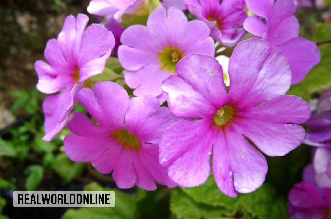 30 semi di PRIMULA ALLIONII - semi di fiori - alta germinabilità - seeds