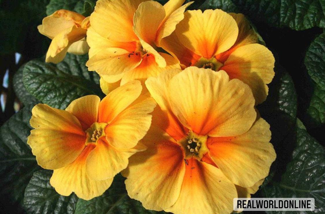 30 semi di PRIMULA ARANCIONE - semi di fiori - alta germinabilità - seeds