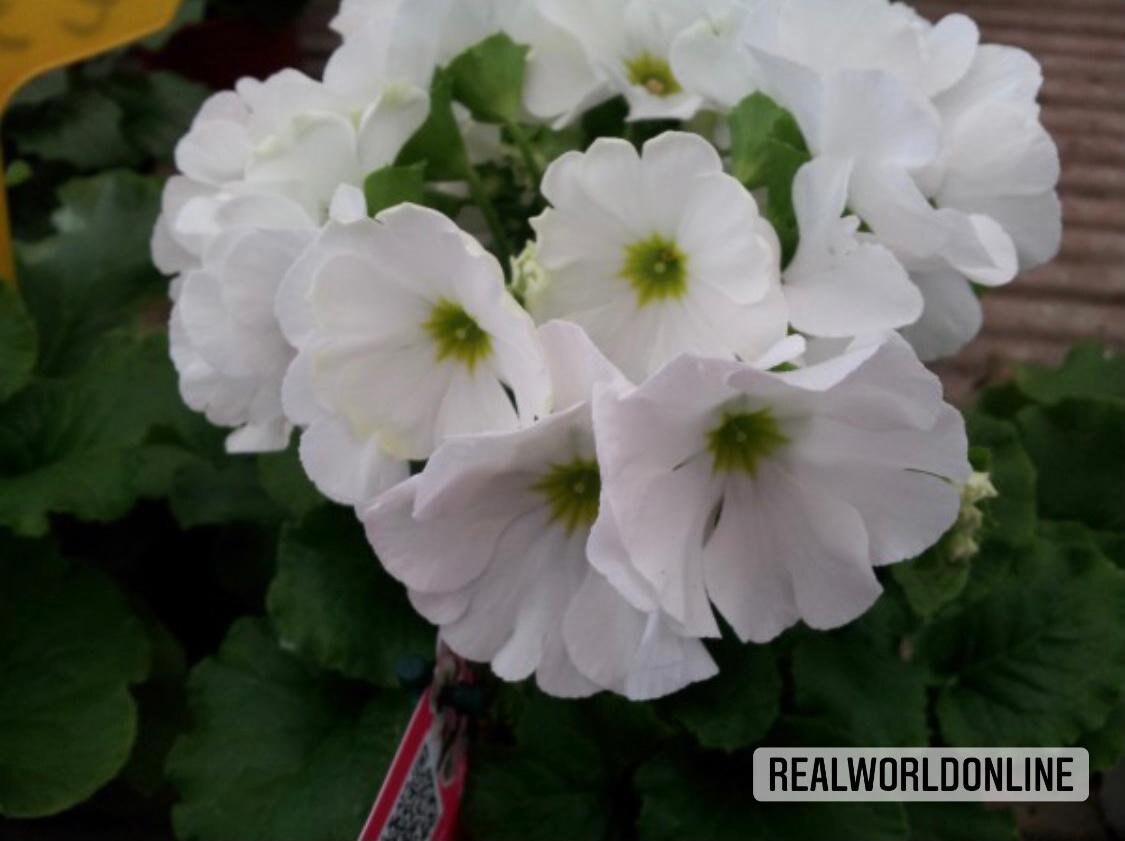 30 semi di PRIMULA BIANCA - semi di fiori - alta germinabilità - seeds