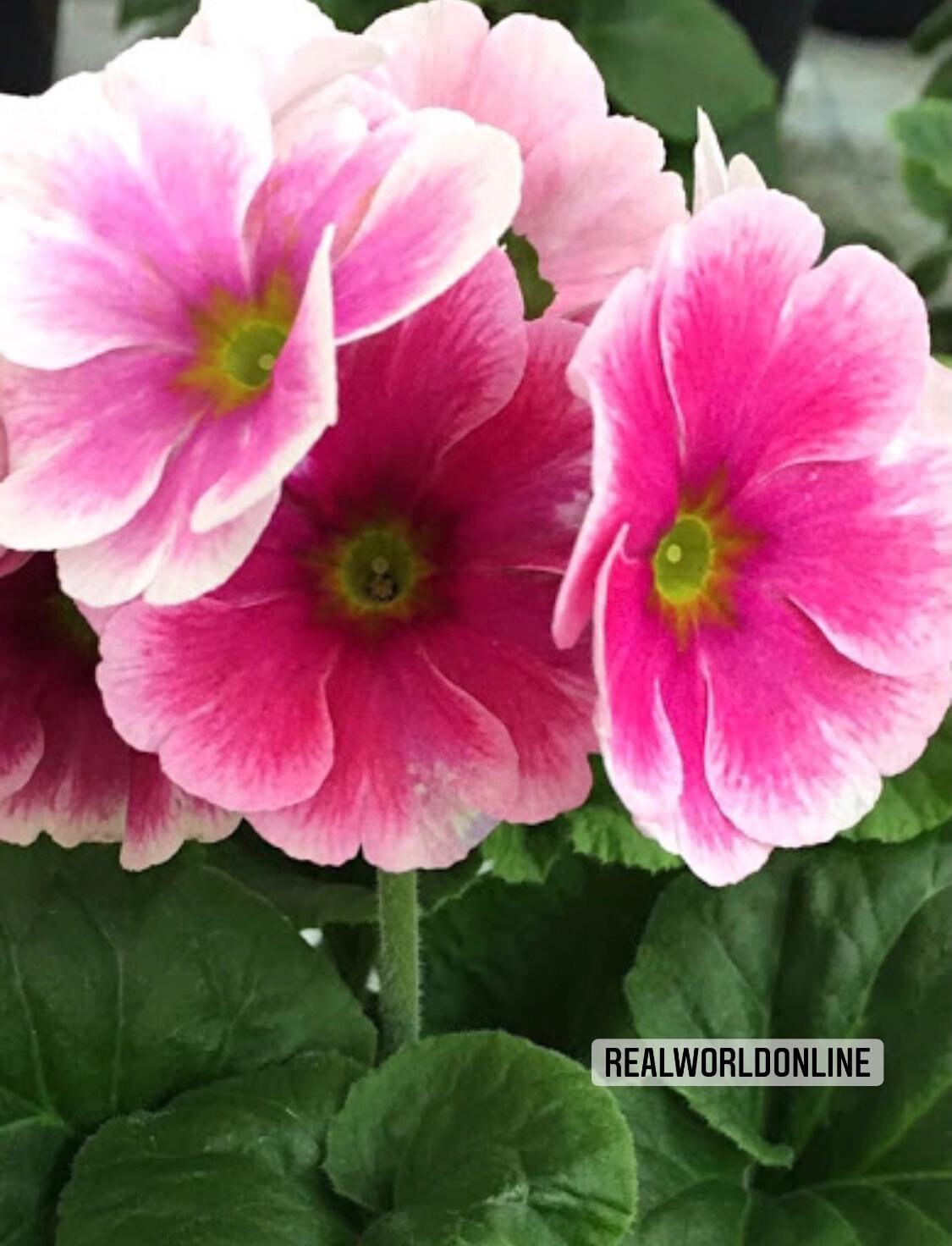 30 semi di PRIMULA ROSA - semi di fiori - alta germinabilità - seeds