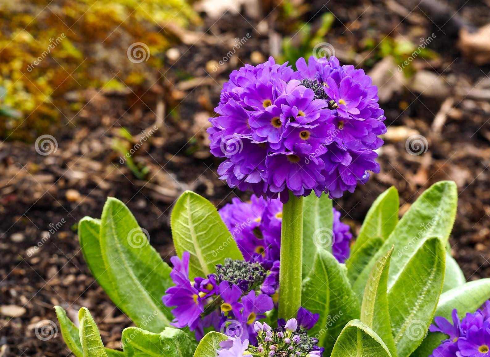 30 semi di PRIMULA DENTICULATA VIOLA - semi di fiori - alta germinabilità - seeds