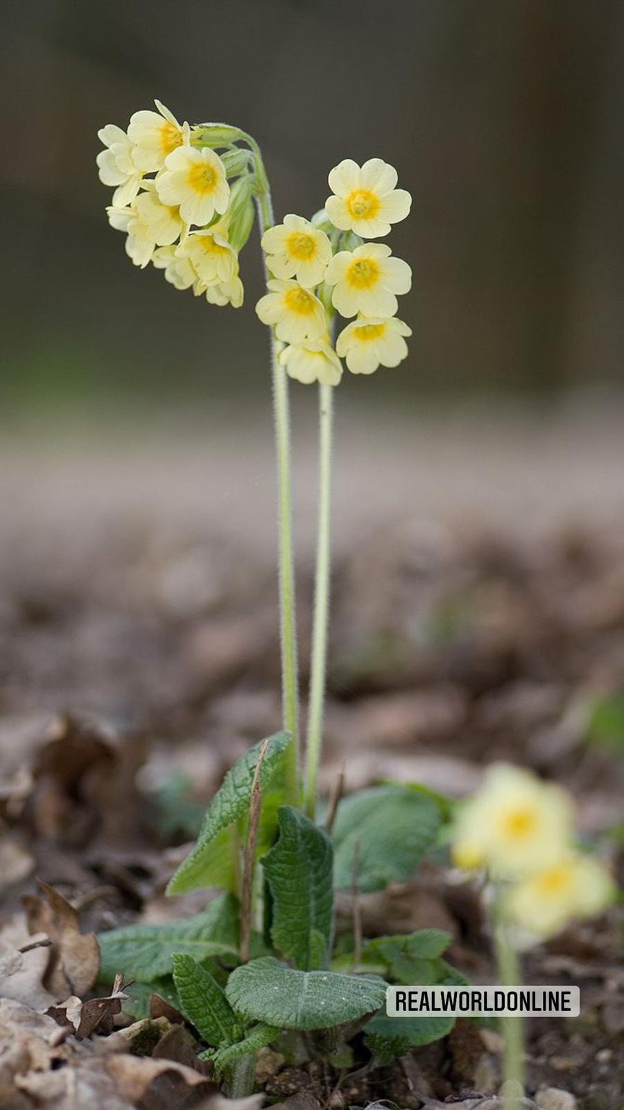 30 semi di PRIMULA ELATIOR - semi di fiori - alta germinabilità - seeds