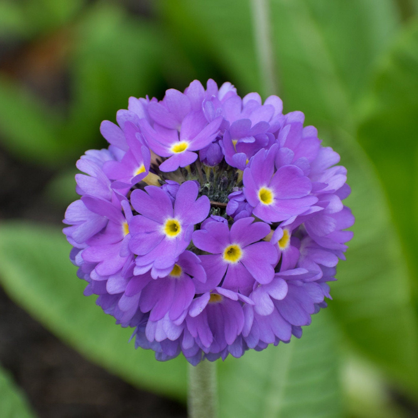 30 semi di PRIMULA DENTICULATA BLU - semi di fiori - alta germinabilità - seeds