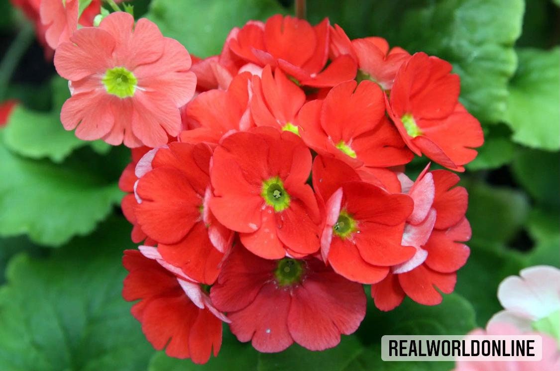 30 semi di PRIMULA ROSSA - semi di fiori - alta germinabilità - seeds