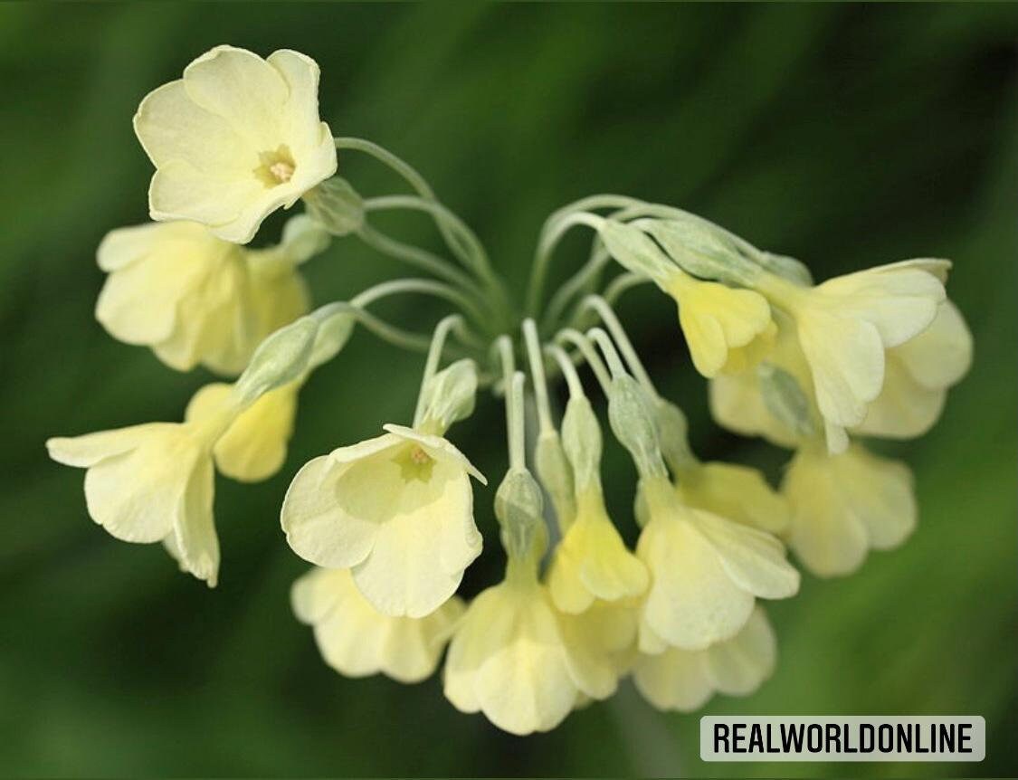 30 semi di PRIMULA SIKKIMENSIS - semi di fiori - alta germinabilità - seeds