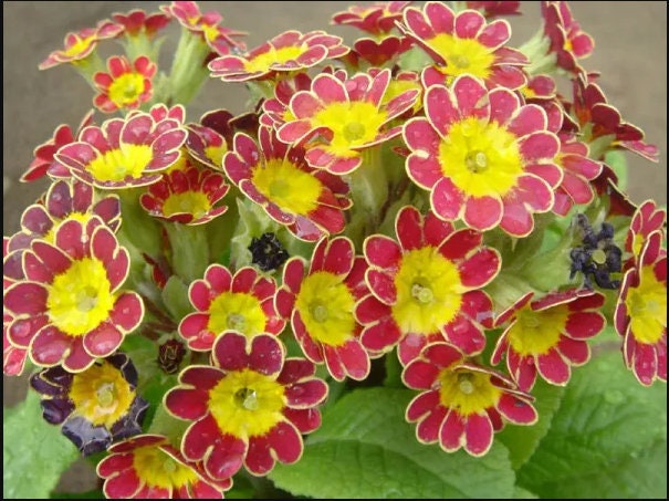 30 semi di PRIMULA GOLD-LACE - semi di fiori - alta germinabilità - seeds