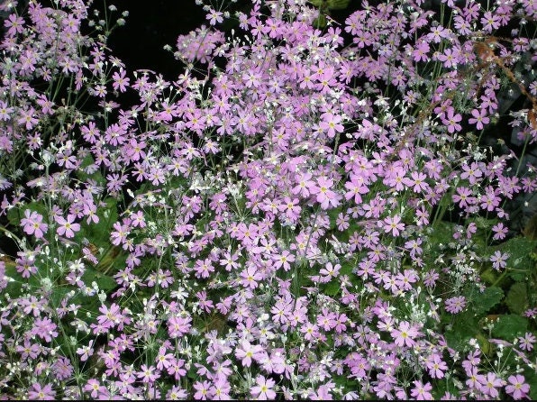 30 semi di PRIMULA MALACOIDES - semi di fiori - alta germinabilità - seeds