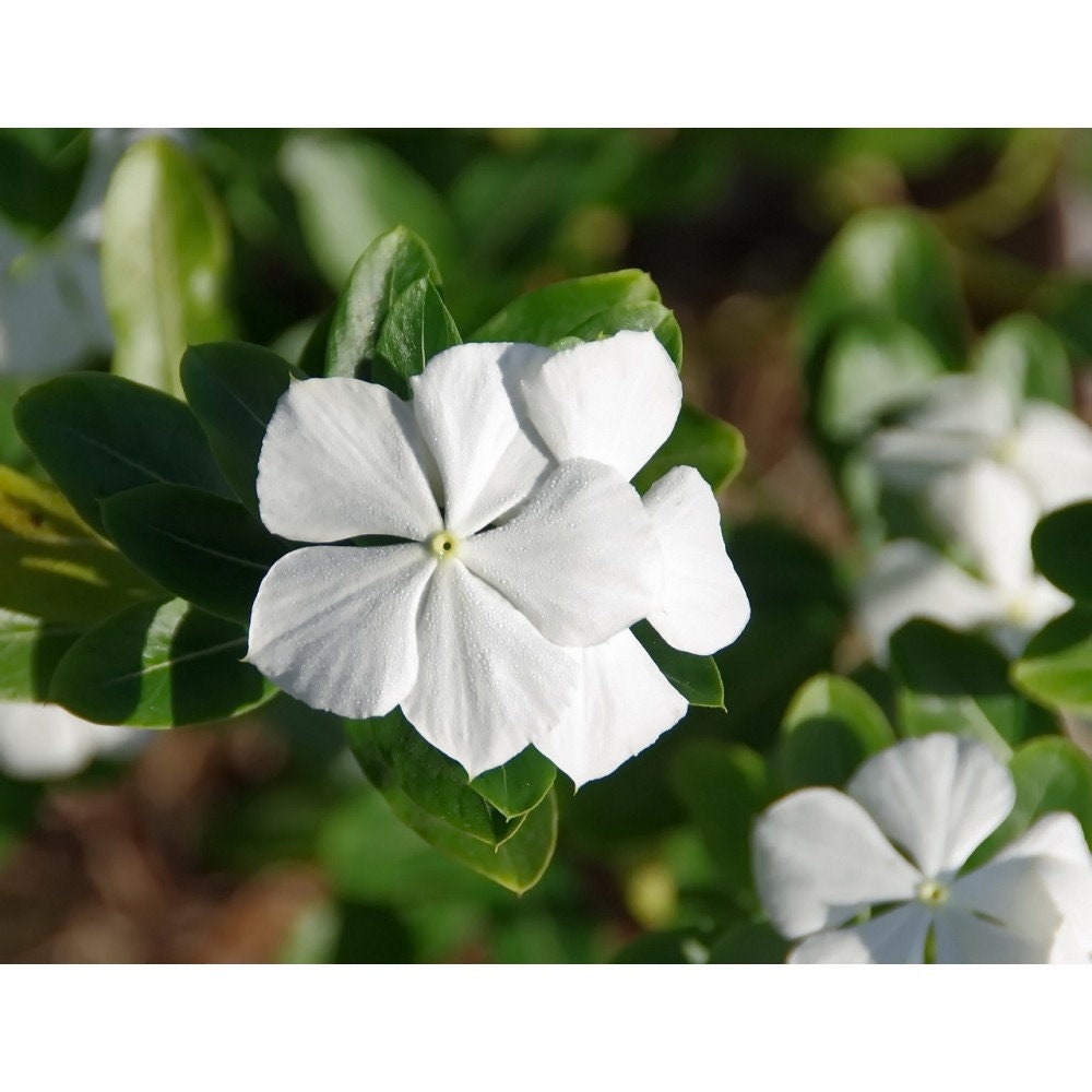 30 semi di VINCA BIANCA - semi di fiori - alta germinabilità - seeds