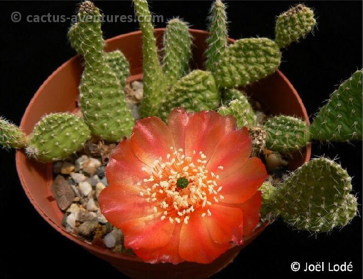 10 semi di CACTUS airampoa picardoi - PIANTE SUCCULENTE- piante grasse - cactaceae - semi di fiori - alta germinabilità - seeds