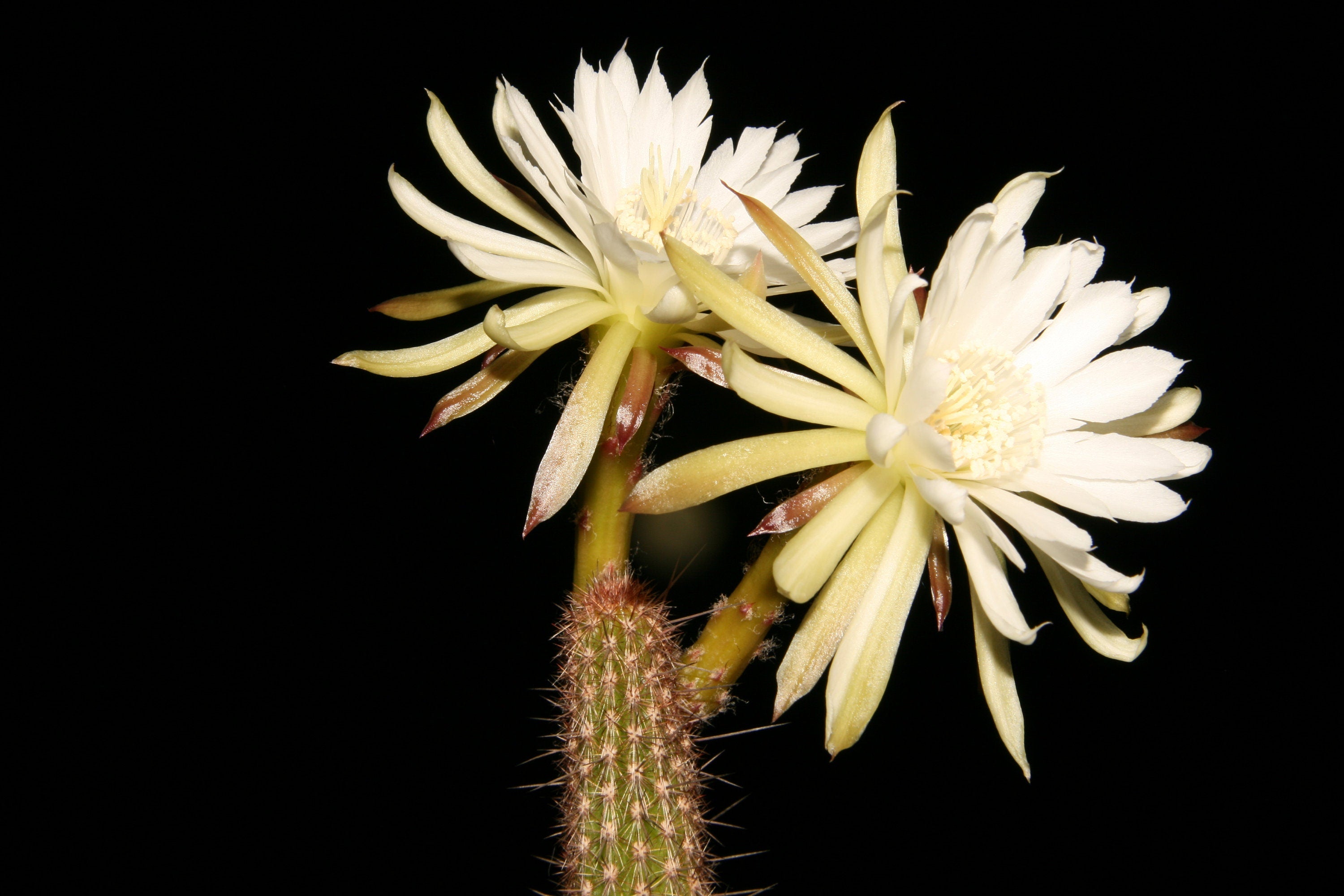 10 semi di CACTUS arthrocereus melanurus - PIANTE SUCCULENTE- piante grasse - cactaceae - semi di fiori - alta germinabilità - seeds