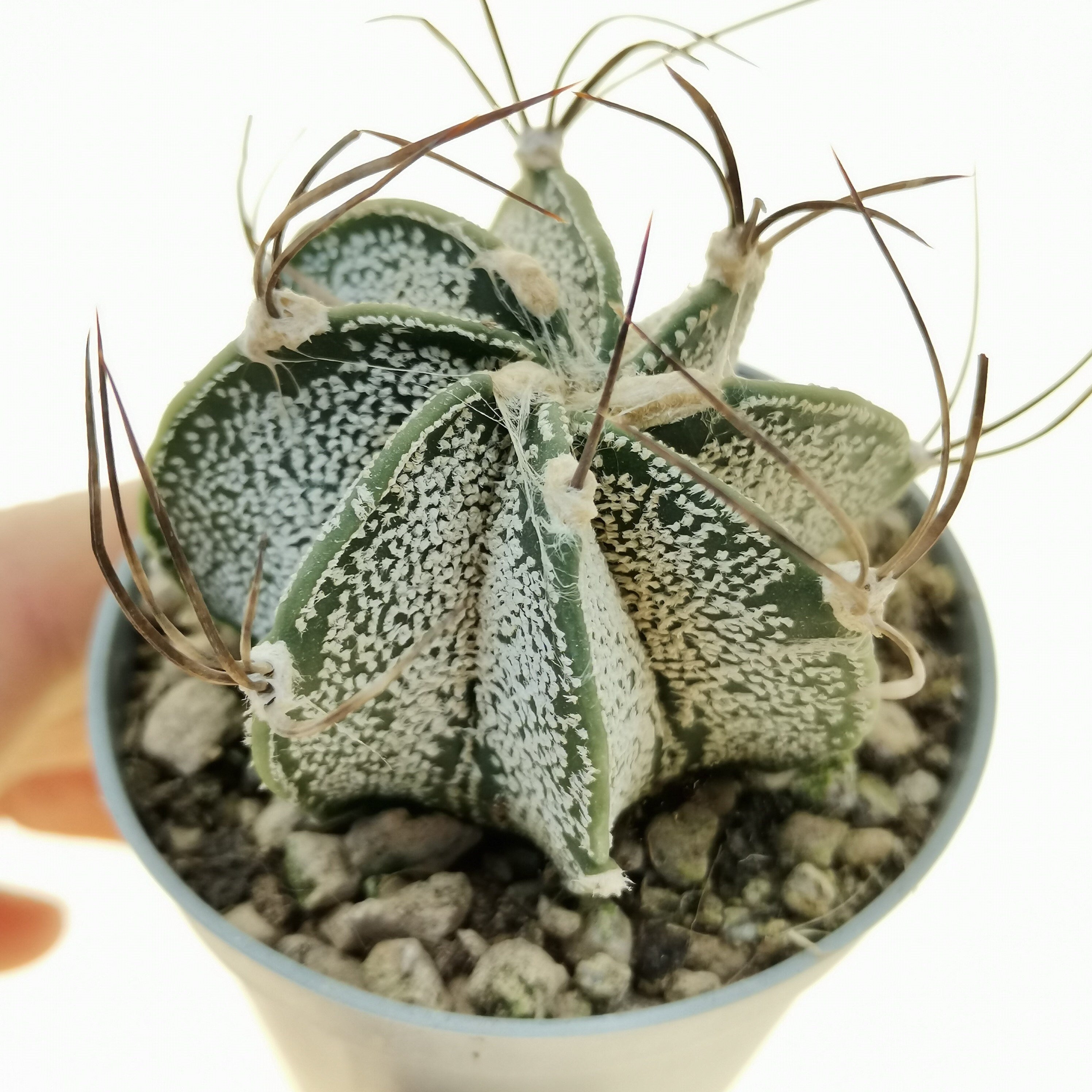 10 semi di CACTUS astrophytum capricorne - PIANTE SUCCULENTE- piante grasse - cactaceae - semi di fiori - alta germinabilità - seeds