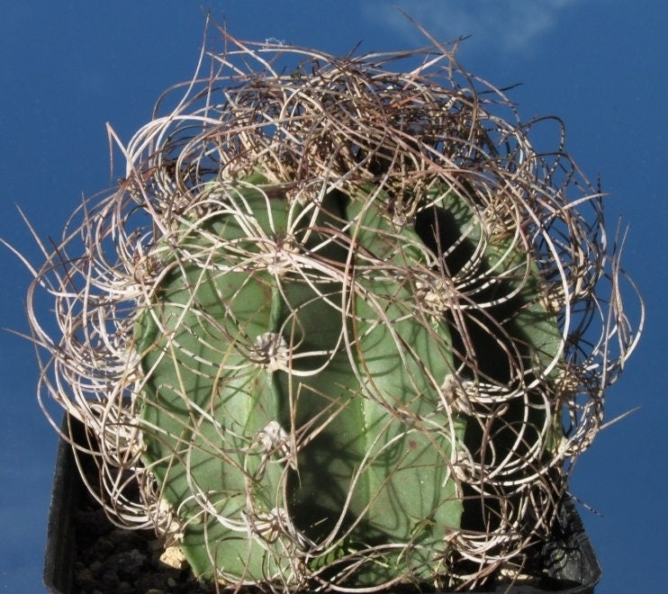 10 semi di CACTUS astrophytum senile - PIANTE SUCCULENTE- piante grasse - cactaceae - semi di fiori - alta germinabilità - seeds