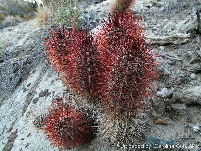 10 semi di CACTUS austrocactus bertinii - PIANTE SUCCULENTE- piante grasse - cactaceae - semi di fiori - alta germinabilità - seeds