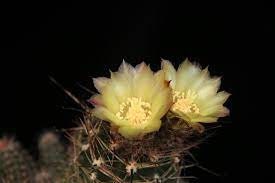 10 semi di CACTUS austrocactus pauxillus - PIANTE SUCCULENTE- piante grasse - cactaceae - semi di fiori - alta germinabilità - seeds