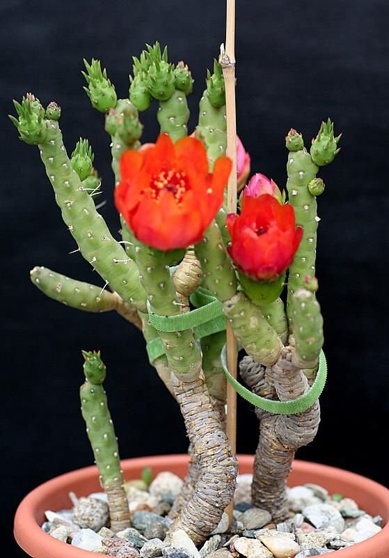 10 semi di CACTUS austrocylindropuntia verschaffeltii-PIANTE SUCCULENTE-piante grasse -cactaceae -semi di fiori - alta germinabilità - seeds