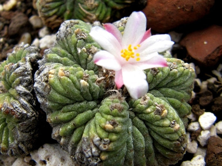 10 semi di CACTUS Aztekium ritteri - PIANTE SUCCULENTE- piante grasse - cactaceae - semi di fiori - alta germinabilità - seeds