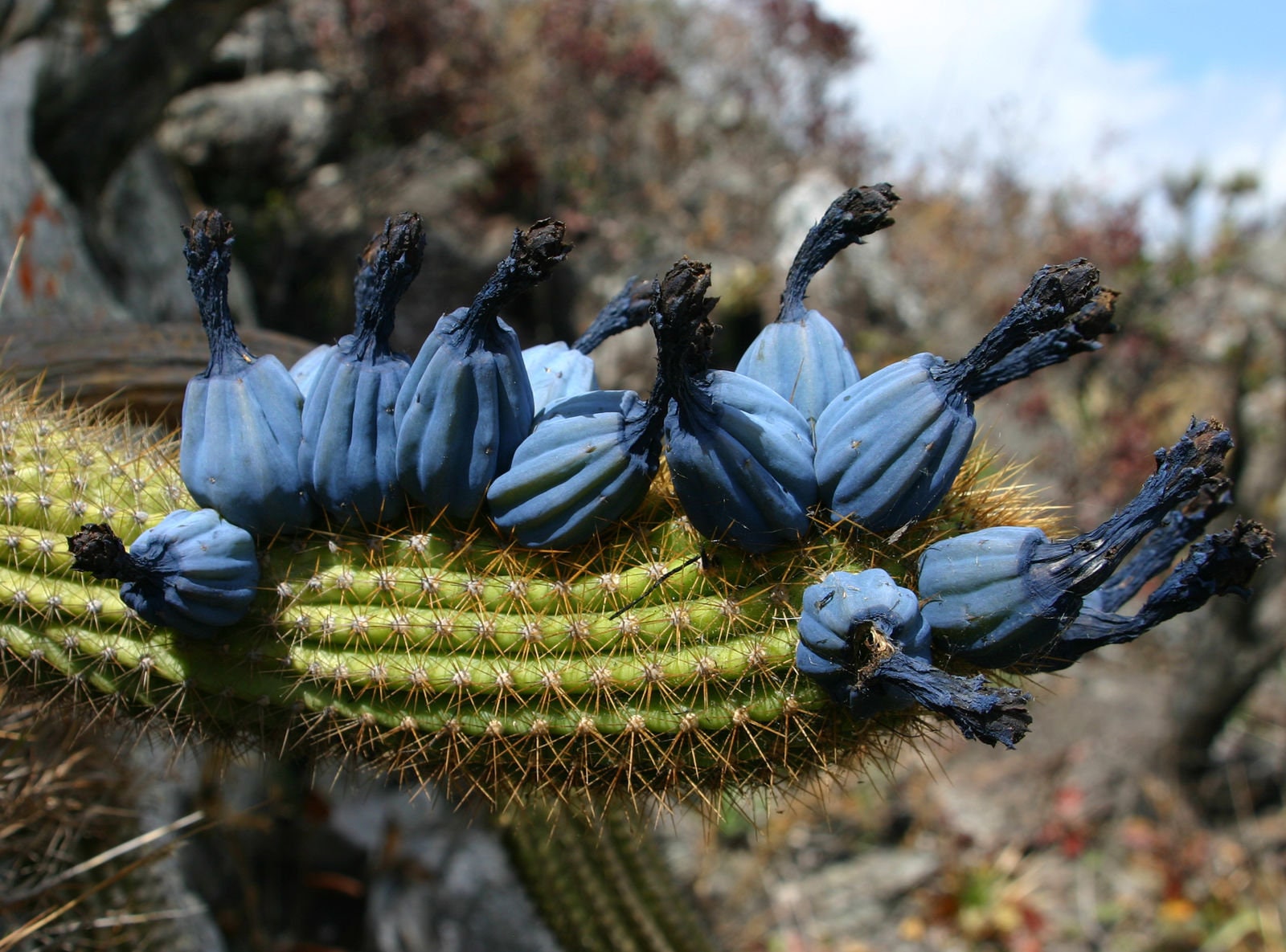 10 semi di CACTUS cipocereus minensis - PIANTE SUCCULENTE- piante grasse - cactaceae - semi di fiori - alta germinabilità - seeds