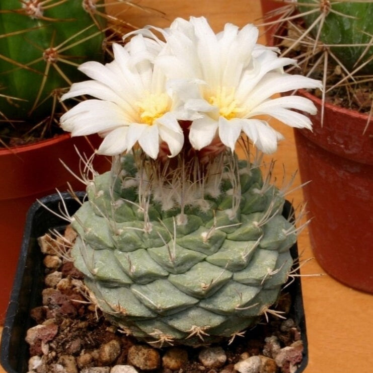 10 semi di CACTUS Strombocactus disciformis -PIANTE SUCCULENTE-piante grasse-cactaceae semi di fiori - alta germinabilità - seeds