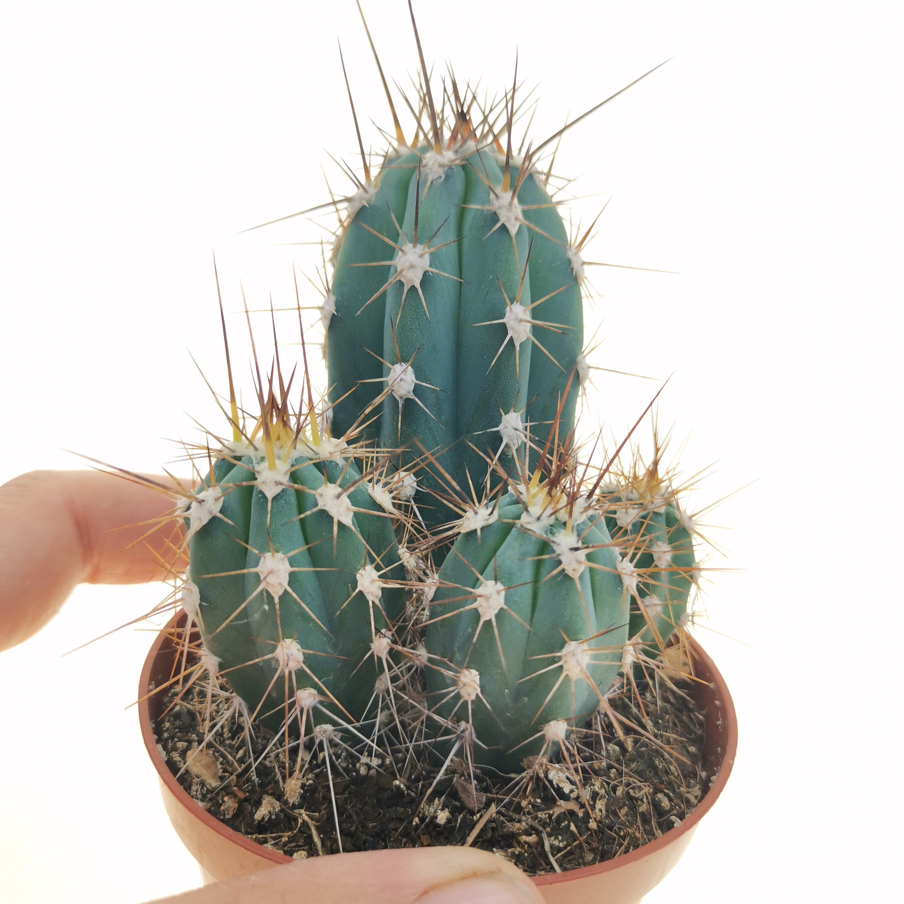 10 semi di CACTUS Stetsonia coryne -PIANTE SUCCULENTE - piante grasse - cactaceae - semi di fiori - alta germinabilità - seeds