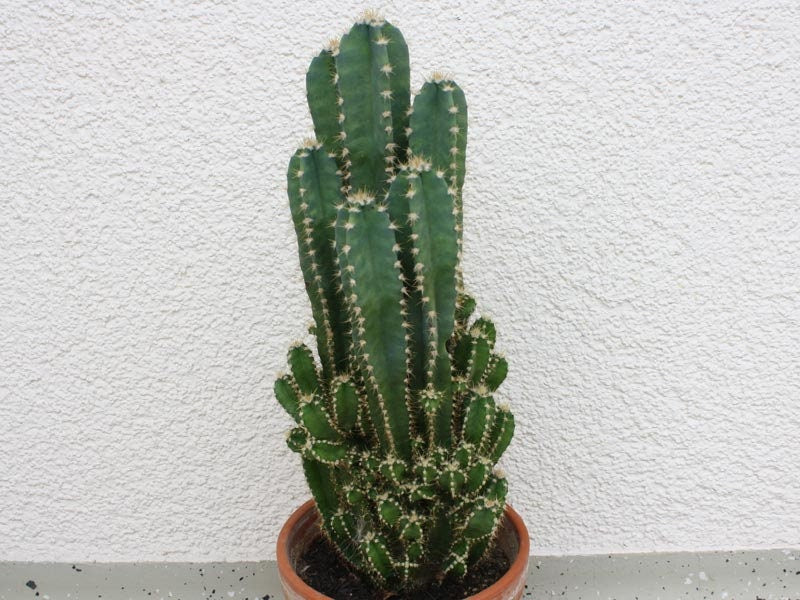 10 semi di CACTUS cereus repandus  - PIANTE SUCCULENTE - piante grasse - cactaceae - semi di fiori - alta germinabilità - seeds