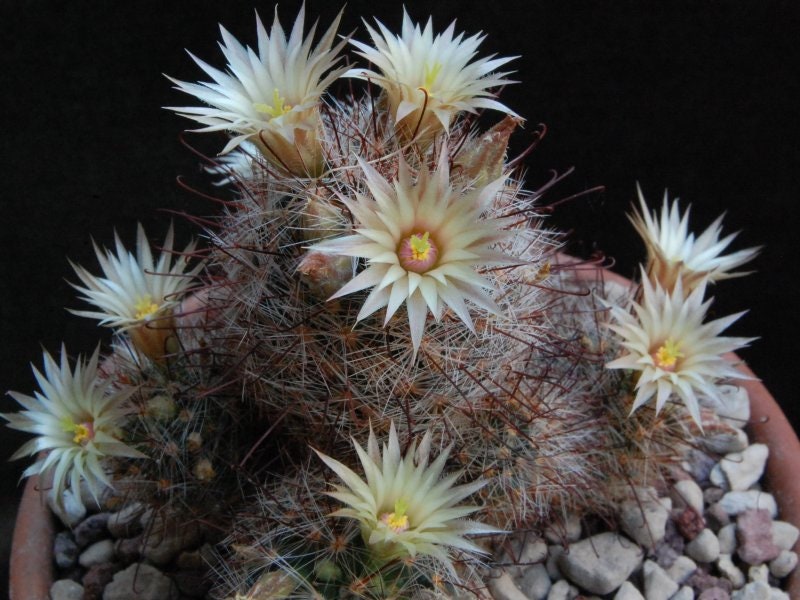 10 semi di CACTUS Cochemiea barbata  -PIANTE SUCCULENTE - piante grasse - cactaceae - semi di fiori - alta germinabilità - seeds