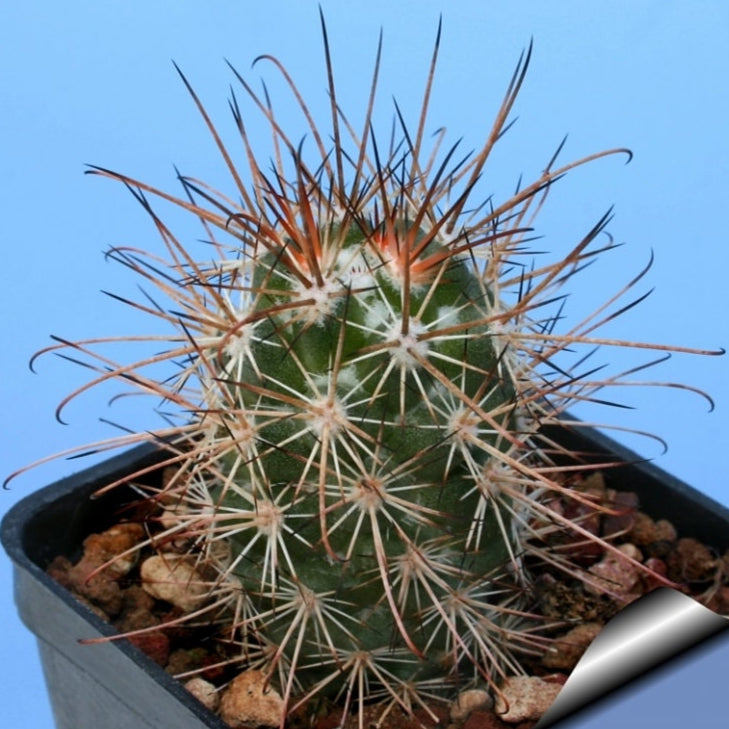 10 semi di CACTUS Cochemiea maritima  -PIANTE SUCCULENTE - piante grasse - cactaceae - semi di fiori - alta germinabilità - seeds