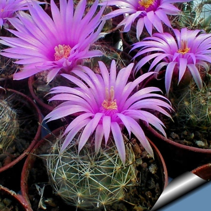 10 semi di CACTUS Cochemiea wrightii  -PIANTE SUCCULENTE - piante grasse - cactaceae - semi di fiori - alta germinabilità - seeds