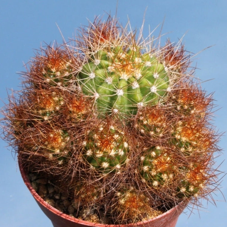 10 semi di CACTUS coleocephalocereus purpurea  -PIANTE SUCCULENTE - piante grasse - cactaceae - semi di fiori - alta germinabilità - seeds