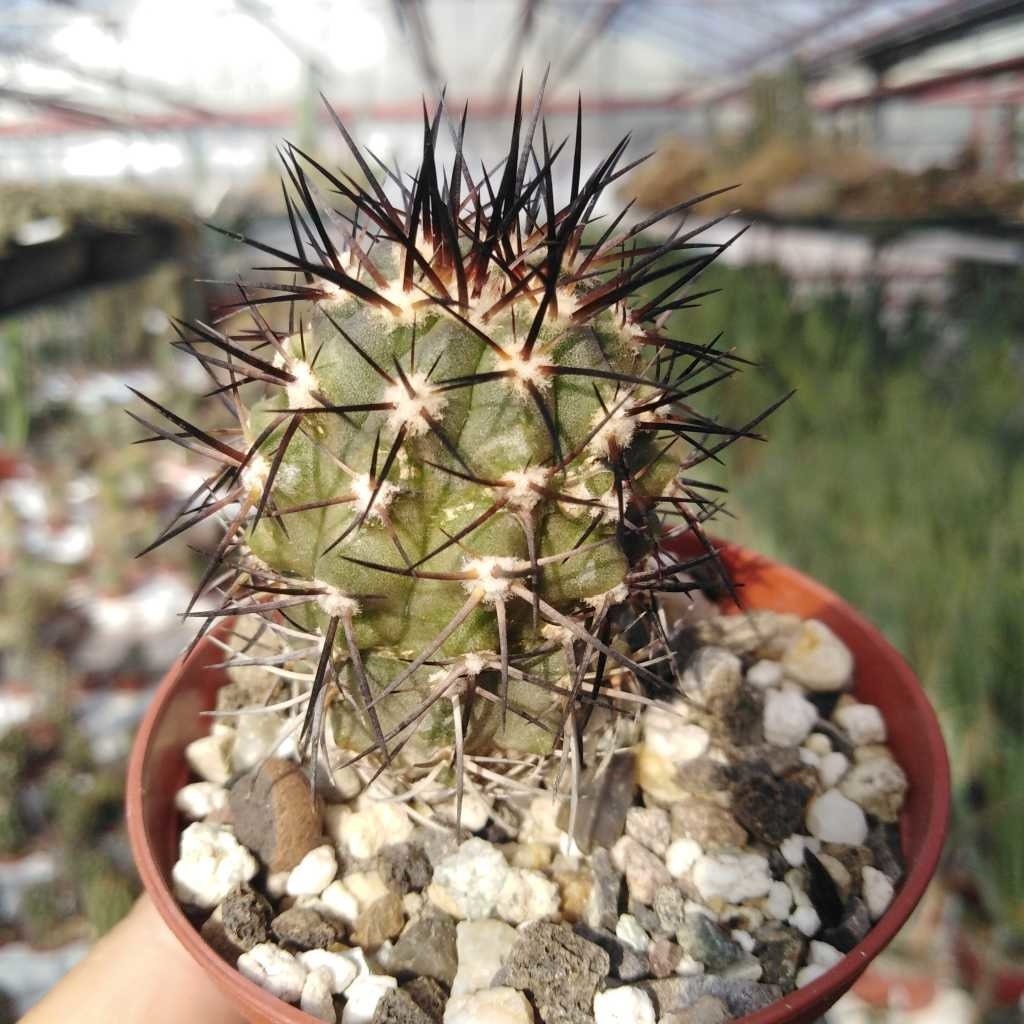 10 semi di CACTUS copiapoa coquimbana -PIANTE SUCCULENTE - piante grasse - cactaceae - semi di fiori - alta germinabilità - seeds