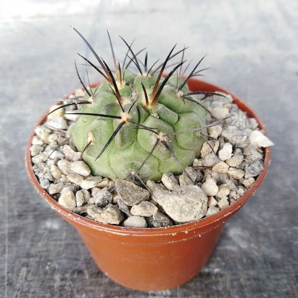 10 semi di CACTUS copiapoa dealbata -PIANTE SUCCULENTE - piante grasse - cactaceae - semi di fiori - alta germinabilità - seeds