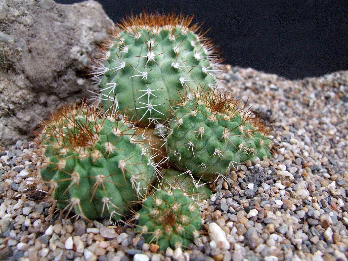 10 semi di CACTUS copiapoa decorticans -PIANTE SUCCULENTE - piante grasse - cactaceae - semi di fiori - alta germinabilità - seeds