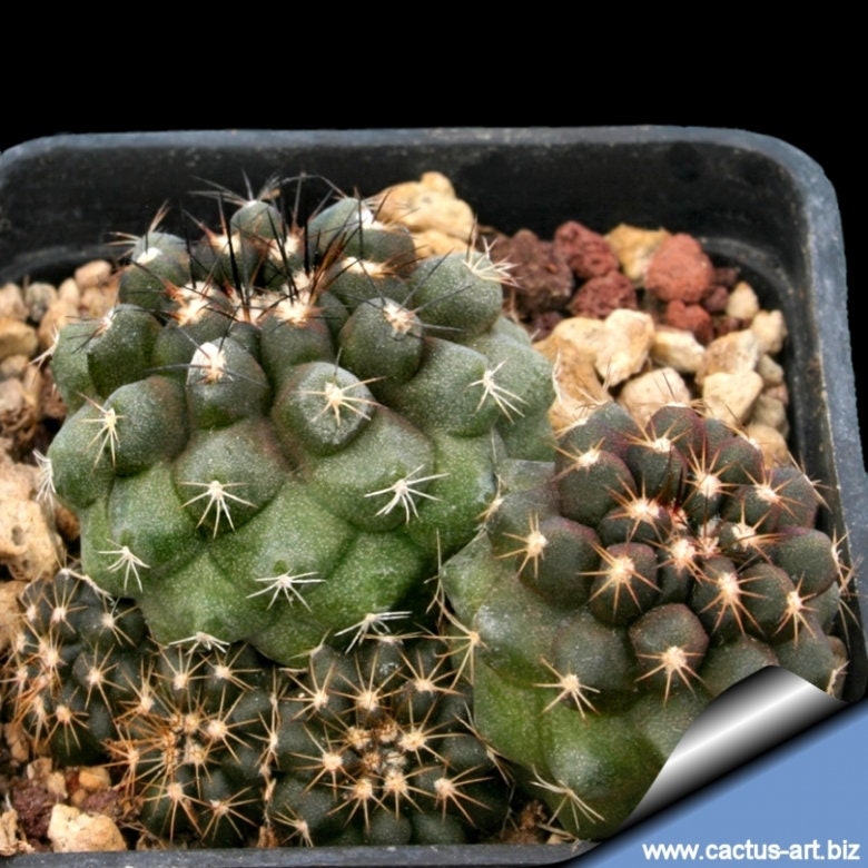10 semi di CACTUS copiapoa humilis  -PIANTE SUCCULENTE - piante grasse - cactaceae - semi di fiori - alta germinabilità - seeds