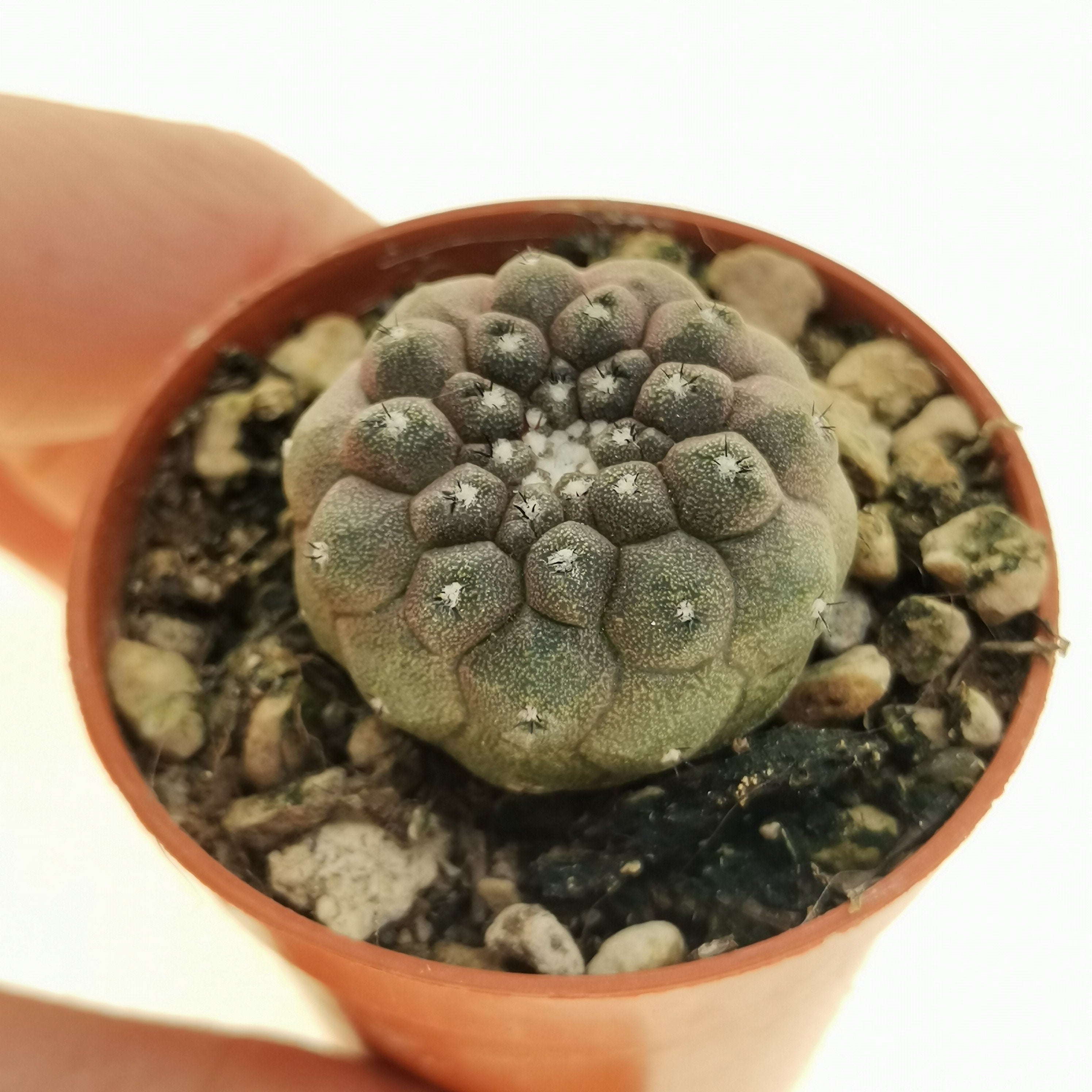10 semi di CACTUS copiapoa hypogaea  -PIANTE SUCCULENTE - piante grasse - cactaceae - semi di fiori - alta germinabilità - seeds