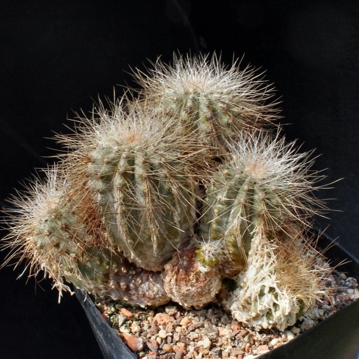 10 semi di CACTUS copiapoa krainziana -PIANTE SUCCULENTE - piante grasse - cactaceae - semi di fiori - alta germinabilità - seeds