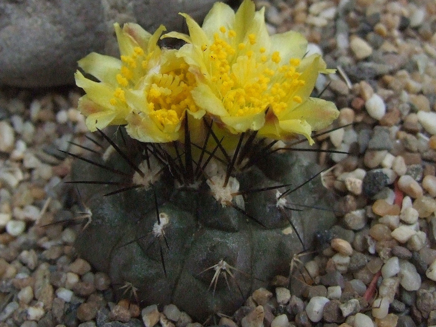 10 semi di CACTUS copiapoa leonensis  -PIANTE SUCCULENTE - piante grasse - cactaceae - semi di fiori - alta germinabilità - seeds