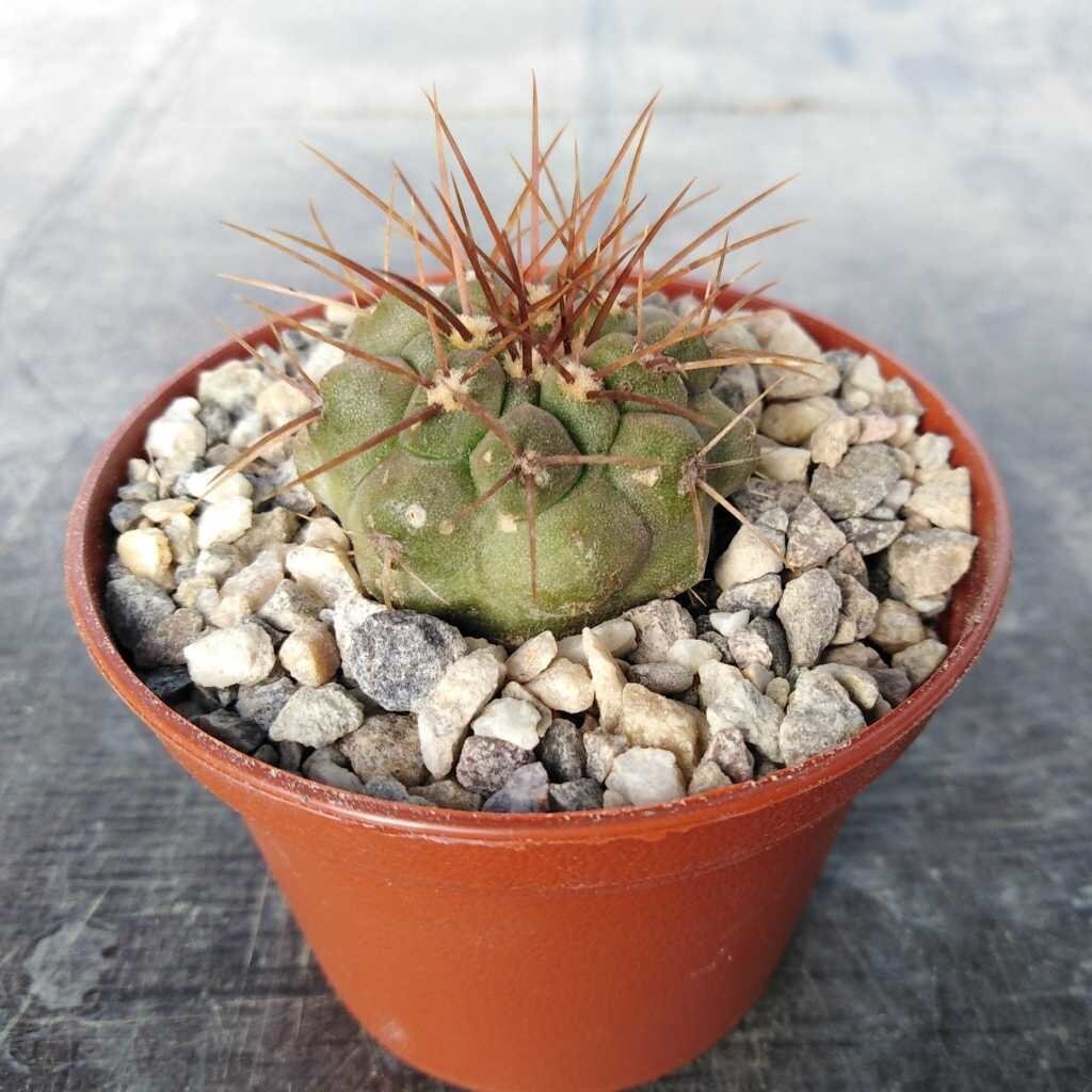 10 semi di CACTUS copiapoa longistaminea -PIANTE SUCCULENTE - piante grasse - cactaceae - semi di fiori - alta germinabilità - seeds