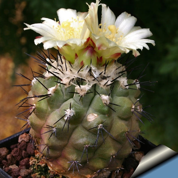 10 semi di CACTUS copiapoa montana -PIANTE SUCCULENTE - piante grasse - cactaceae - semi di fiori - alta germinabilità - seeds