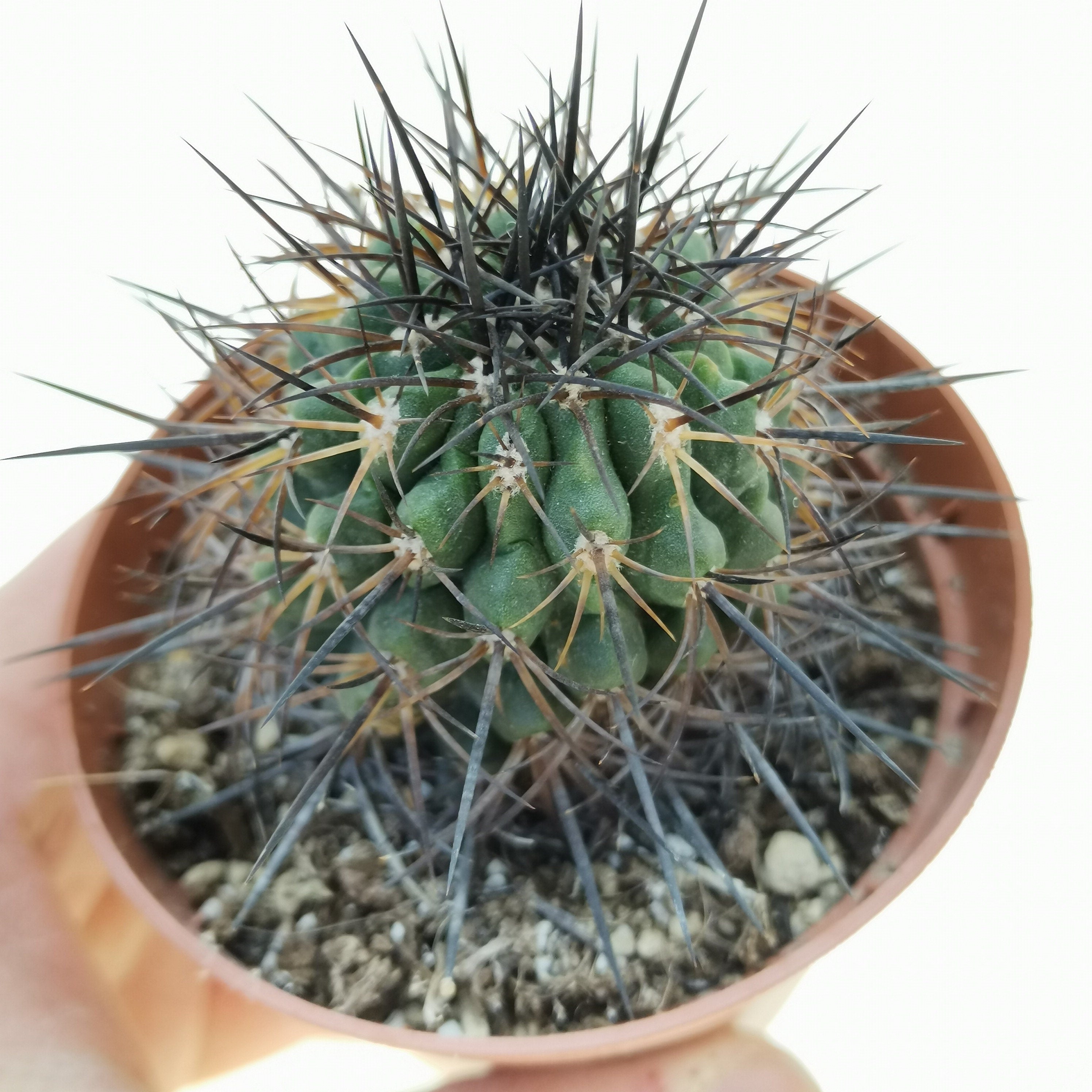 10 semi di CACTUS copiapoa schulziana -PIANTE SUCCULENTE - piante grasse - cactaceae - semi di fiori - alta germinabilità - seeds