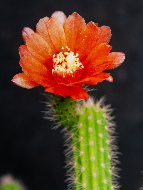 10 semi di CACTUS corryocactus apiciflorus -PIANTE SUCCULENTE - piante grasse - cactaceae - semi di fiori - alta germinabilità - seeds