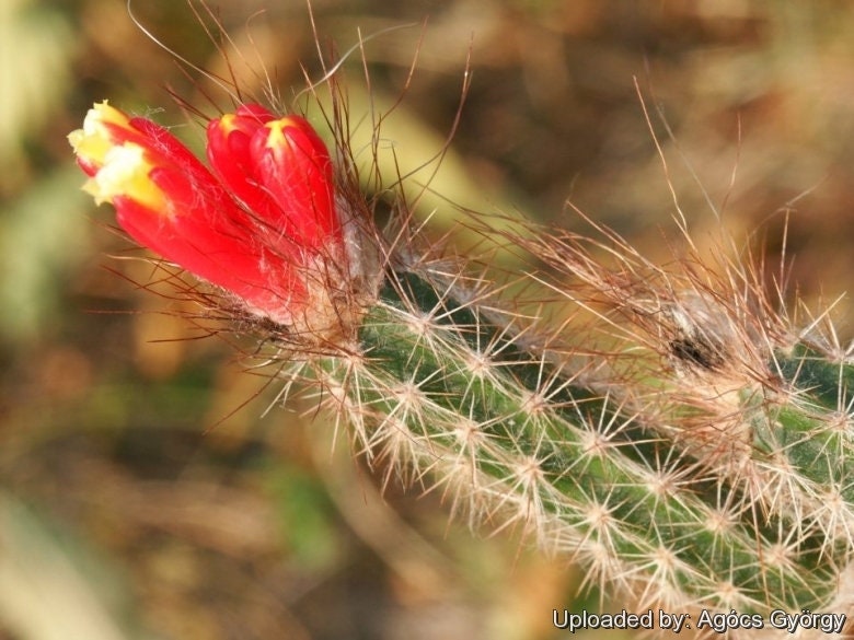 10 semi di CACTUS arrojadoa dinae - PIANTE SUCCULENTE- piante grasse - cactaceae - semi di fiori - alta germinabilità - seeds