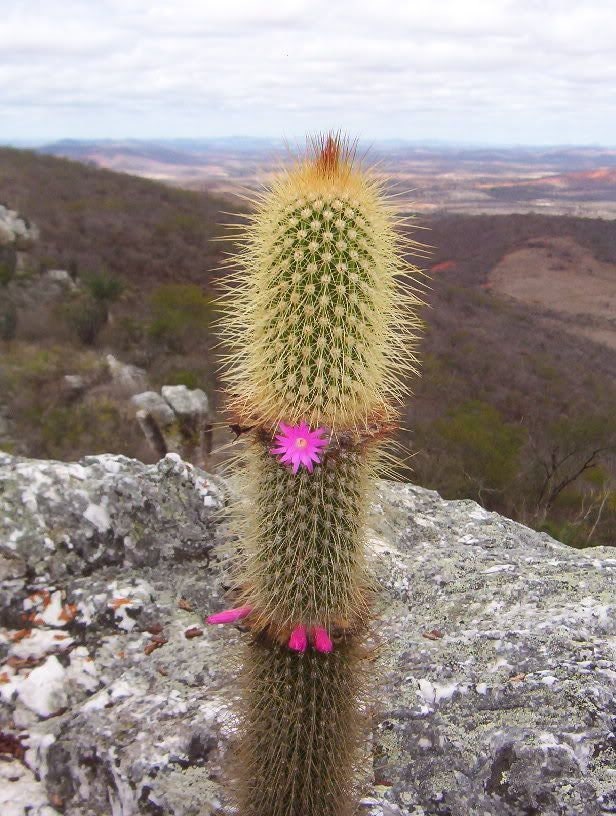 10 semi di CACTUS arrojadoa marylaniae - PIANTE SUCCULENTE- piante grasse - cactaceae - semi di fiori - alta germinabilità - seeds