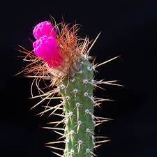 10 semi di CACTUS arrojadoa penicillata - PIANTE SUCCULENTE- piante grasse - cactaceae - semi di fiori - alta germinabilità - seeds