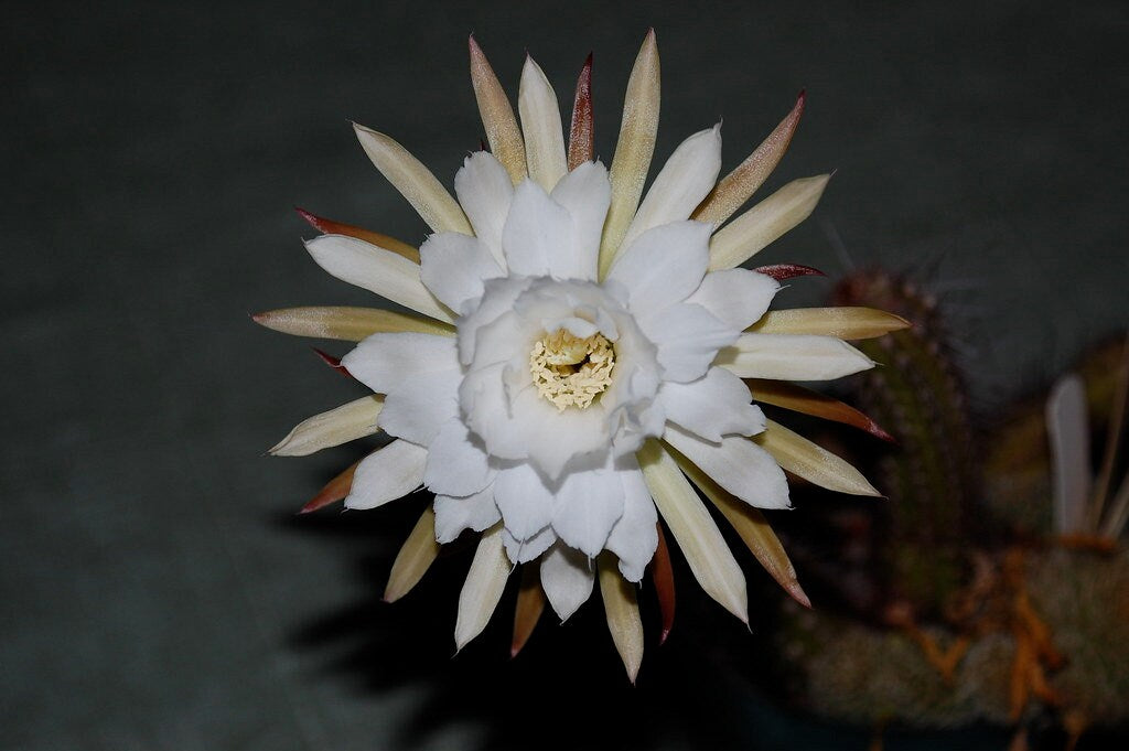 10 semi di CACTUS arthrocereus glaziovii - PIANTE SUCCULENTE- piante grasse - cactaceae - semi di fiori - alta germinabilità - seeds